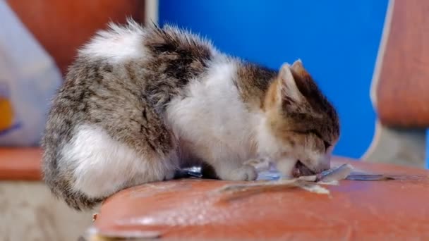 Hemlösa Katt Lite Äter Fisk Gamla Bänken — Stockvideo