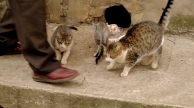 Adam evsiz kedi beslenir. Şehrin dezavantajlı hayvanların zor hayat.