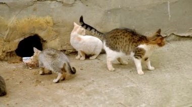 Evsiz kedi. Şehrin dezavantajlı hayvanların zor hayat.