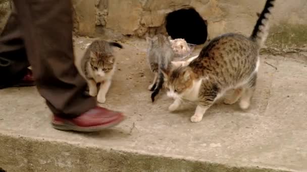 Hombre Alimenta Los Gatos Sin Hogar Dura Vida Los Animales — Vídeos de Stock