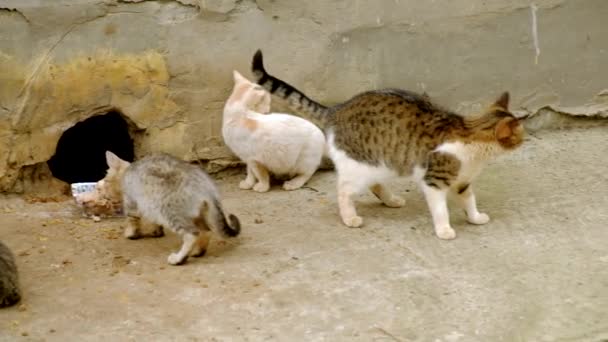 Obdachlose Katzen Das Harte Leben Benachteiligter Tiere Der Stadt — Stockvideo