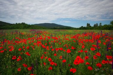 Tarlada Çiçekler bahar. Güzel manzara. 