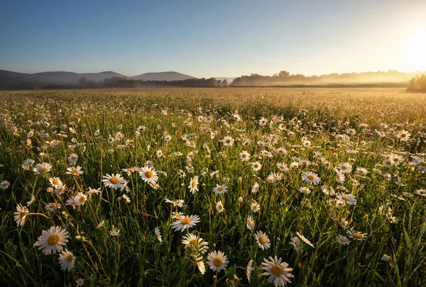 Margeriten auf einem Feld in der Nähe der Berge. Wiese mit Blumen am — Stockfoto