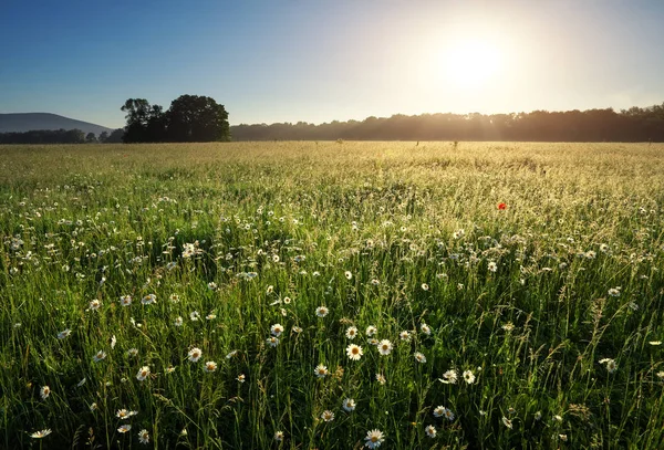Daisies Field Mountains Meadow Flowers Sunrise — Stock Photo, Image