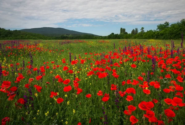 Fiori Primaverili Campo Bellissimo Paesaggio Composizione Della Natura — Foto Stock