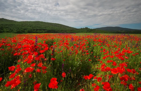 Fiori Primaverili Campo Bellissimo Paesaggio Composizione Della Natura — Foto Stock