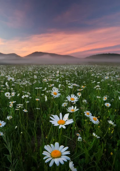 Gänseblümchen auf dem Feld in der Nähe der Berge. — Stockfoto