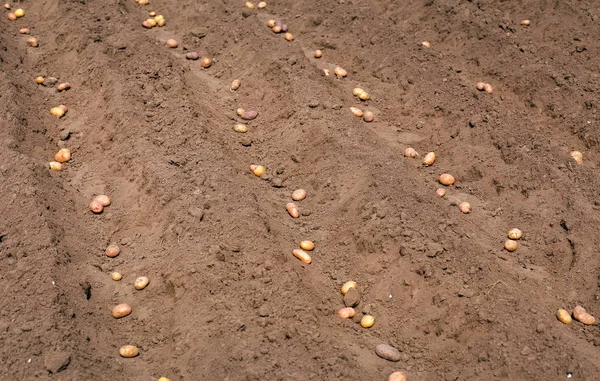 Planting potatoes in the spring for harvest. — Stock Photo, Image