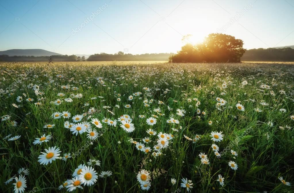 Daisies in the field near the mountains. Meadow with flowers at 