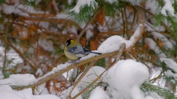 Tieten Een Tak Van Zilverspar Snowy Winter Forest — Stockvideo