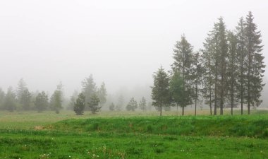 Çam ağaçları ve sis bir çayır üzerinde güzel manzara