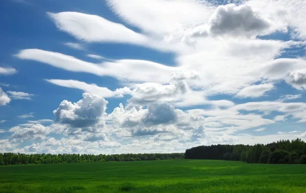 Green field and beautiful blue cloudy sky with light clouds. — Stock Photo, Image