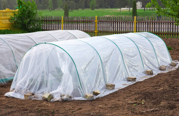 Vegetable patch with seedlings covered with spunbond and polyethylene film to keep humidity