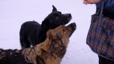 Evsiz köpekleri. Kış zamanı. İnsanlar hayvanları beslenen.
