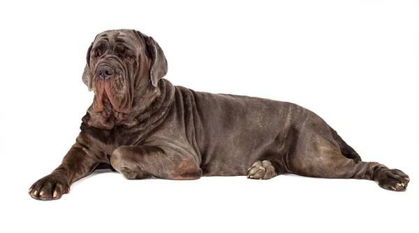 Italian mastiff cane corso on white background — Stock Photo, Image