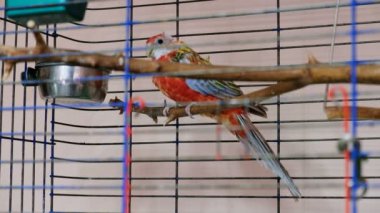 Papağan kafesin içinde. Kırmızı ve mavi kuş kafeste