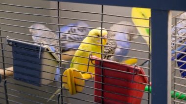 Renkli muhabbet kuşu papağan içinde belgili tanımlık kafes. Muhabbet kuşu muhabbet kuş kafesi. Kuşlar yemek yemek