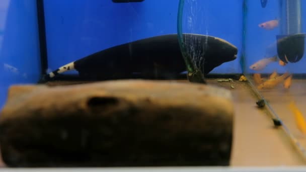 Couteau Fantôme Noir Poisson Dans Aquarium Séquences Poisson Couteau Fantôme — Video