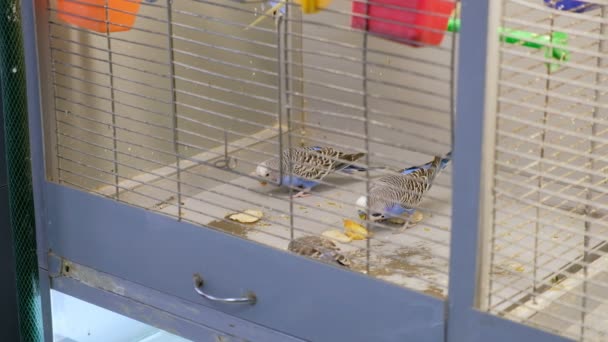 Bunte Wellensittiche Käfig Wellensittich Vogelkäfig Vögel Fressen Nahrung — Stockvideo