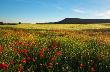 Tarlada Çiçekler bahar. Güzel manzara. 