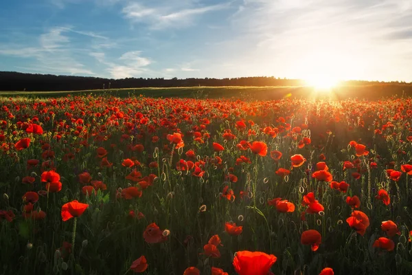 夕焼けの空を背景に色とりどりの花、赤いケシのフィールド — ストック写真