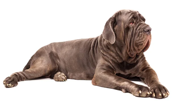 İtalyan mastiff cane corso beyaz arka plan üzerinde — Stok fotoğraf