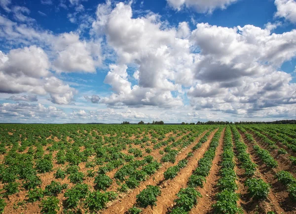 Rows on the field. Agricultural landscape in the summer time — Stock Photo, Image