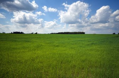 Yeşil alan ve güzel mavi bulutlu gökyüzü hafif bulutlu