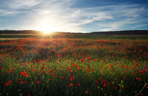 Campo con papaveri rossi, fiori colorati contro il cielo del tramonto — Foto Stock