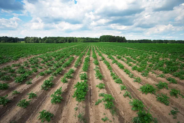 Reihen auf dem Feld. Agrarlandschaft in der Sommerzeit — Stockfoto