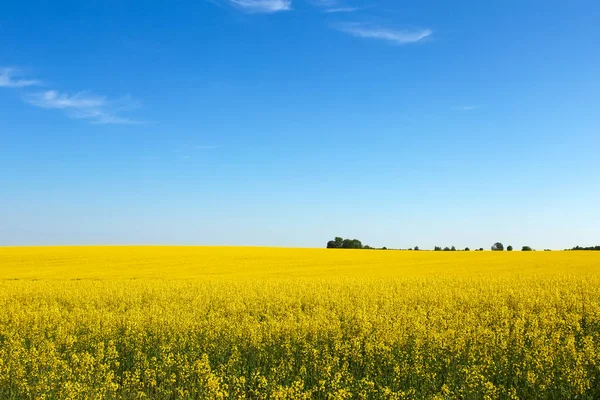 Beautiful landscape with field of yellow canola (Brassica napus — Stock Photo, Image