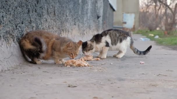 无家可归的猫在镇街道上吃的食物 — 图库视频影像