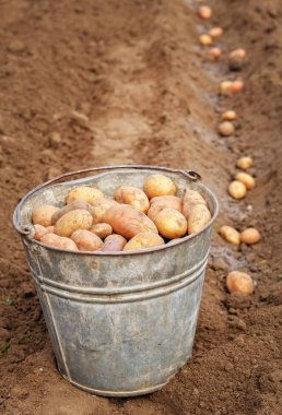 Patates hasat için ilkbaharda dikim. 
