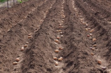 Patates hasat için ilkbaharda dikim. 