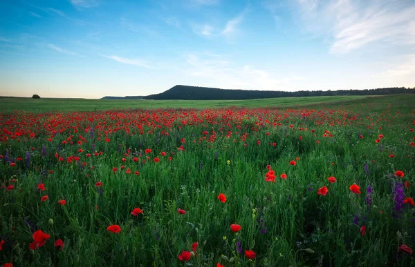 Beautiful Landscape with poppy meadow. Composition of nature. — Stock Photo, Image