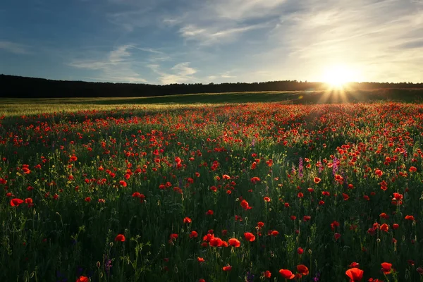 Fält med röd vallmo, färgglada blommor mot solnedgång himlen — Stockfoto