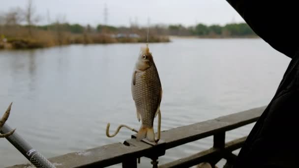 Dreht Sich Der Gefangene Fisch Angelhaken Nahaufnahme — Stockvideo