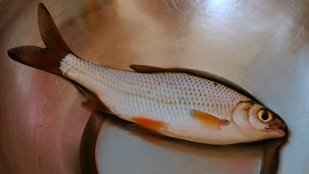 Ζωντανά Ψάρια Βρίσκεται Ένα Μπολ Σιδήρου Πριν Μαγείρεμα — Αρχείο Βίντεο
