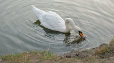 Güzel beyaz kuğu gölde yüzmeye kırmızı gagası ile. Vahşi hayvan ot yiyor ve temiz su içiyor. Kavram yerler hayvanlar için Kaydet.