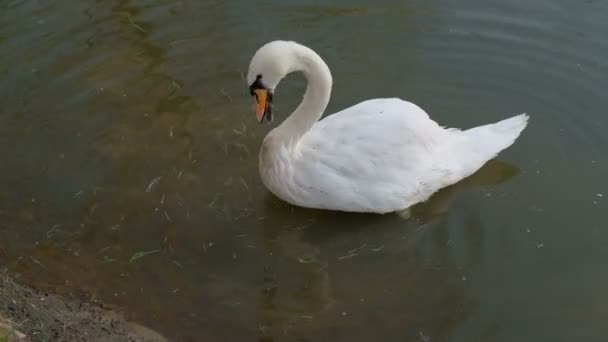 Beau Cygne Blanc Avec Bec Rouge Nageant Dans Lac Animal — Video