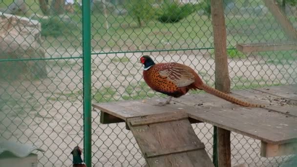 五颜六色的美丽的小鸟在笼子里吃食物 在动物园里被俘虏的野鸡 — 图库视频影像