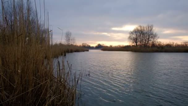 View River Reeds Tall Trees Windy Day Beautiful Landscape Lake — Stock Video