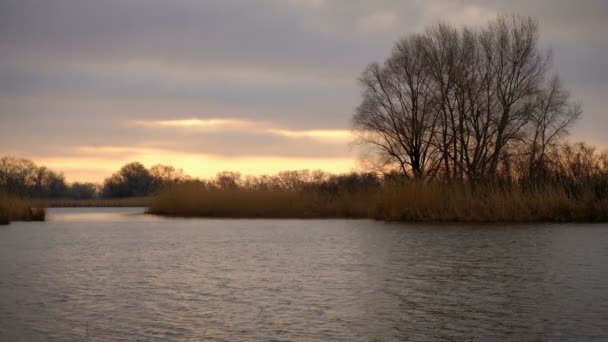 Vue Sur Rivière Avec Roseaux Grands Arbres Pendant Journée Venteuse — Video