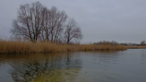 在刮风的日子里 可以看到芦苇和高大树木的河流景色 美丽的风景与湖在早晨时间 — 图库视频影像
