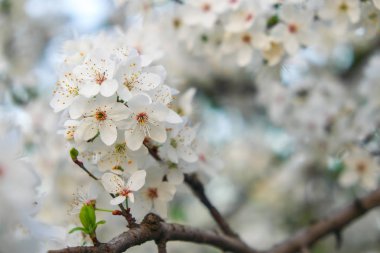 Çiçekli ağaç üzerinde bahar. Güzel beyaz çiçekler.