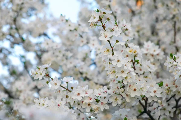 Floración Primavera Árbol Hermosas Flores Blancas — Foto de Stock