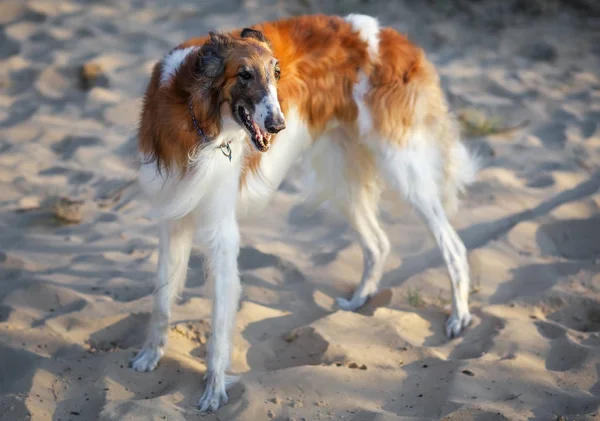 Ruský vlkodav pes barzoj v písku, Sighthound — Stock fotografie