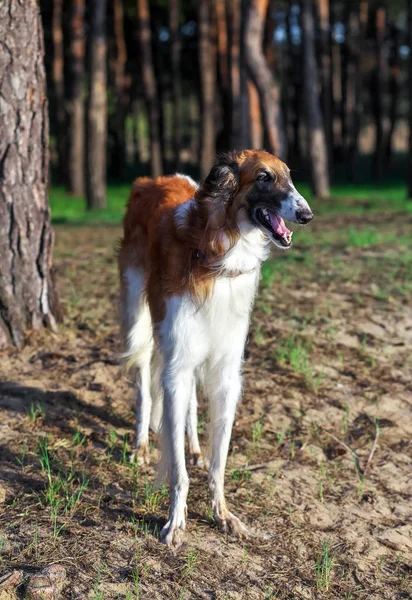 Russian Wolfhound Dog, Borzoi, Sighthound, Russkaya Psovaya — Stock Photo, Image