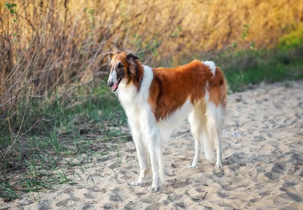 Ruský vlkodav pes barzoj v písku, Sighthound, Russkaya — Stock fotografie