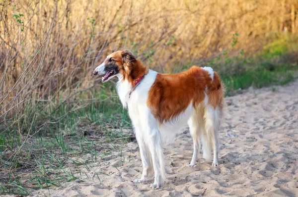 Ruský vlkodav pes barzoj v písku, Sighthound, Russkaya — Stock fotografie